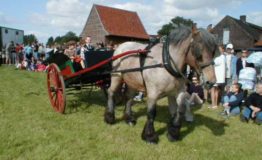 Fête-du-cheval-de-trait-1