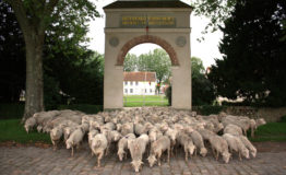 brebis_merinos brebis_merinos
